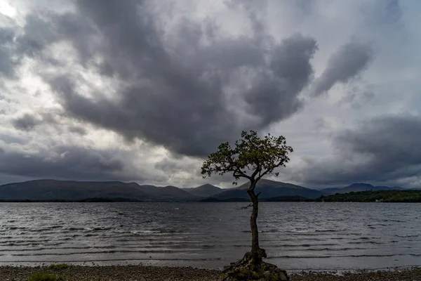 Samotny drzewo loch lomond Szkocji — Zdjęcie stockowe