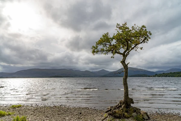 孤独なツリー ロッホ ローモンド スコットランド — ストック写真