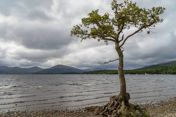 Samotny Drzewo Loch Lomond Szkocji — Zdjęcie stockowe