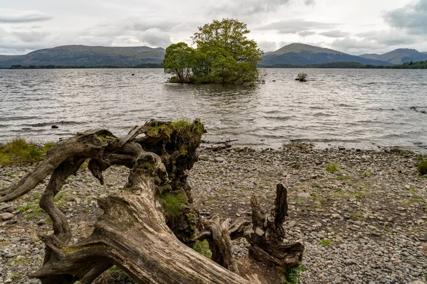 Samotny drzewo loch lomond Szkocji — Zdjęcie stockowe