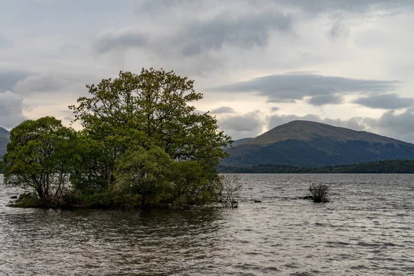 Samotny drzewo loch lomond Szkocji — Zdjęcie stockowe