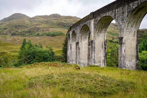 Um querido perto de Glenfinnan famoso Viaduto Ferroviário na Escócia — Fotografia de Stock