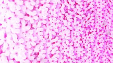 Sakura çiçekleri. Japon kiraz çiçekleri tamamen çiçek açar. Güzel sakura ağacı manzarası. Cg döngü Canlandırması.