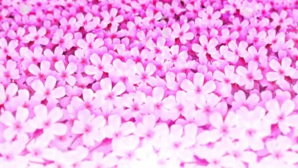 Flores Sakura Flores Cerezo Japonesas Plena Floración Hermoso Paisaje Árbol — Vídeo de stock