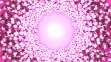 Japon Sakura çiçekleri. Çiçek açmış kiraz çiçekleri. Güzel sakura ağacı manzarası. Kiraz çiçeği açıyor..