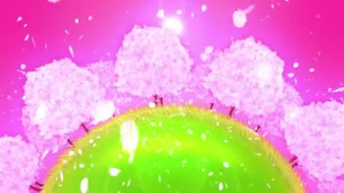 Tepede çiçek açan kiraz ağaçları. Kiraz çiçeği çemberi. Geleneksel Japon tarzı sakura manzarası. Döngü canlandırması.