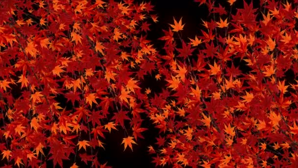 Ramo Con Foglie Rosse Caduta Scenario Tradizionale Foglia Autunno Bello — Video Stock