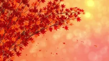 Düşerken kırmızı yapraklı dal. Geleneksel sonbahar yaprakları güzel Japon zarafeti manzarası. Döngü canlandırması.