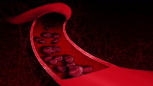Nsan Dolaşım Sistemi Kırmızı Kan Hücreli Insan Damarının Boyutlu Döngüsü — Stok video