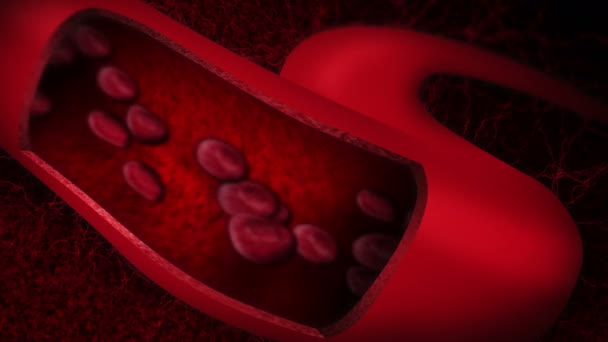 Menselijke Bloedsomloop Lus Animatie Van Menselijk Bloedvat Met Rode Bloedcellen — Stockvideo