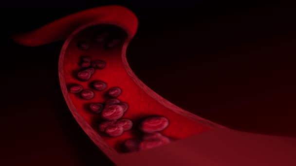 Human Circulatory System Loop Animation Human Blood Vessel Red Blood — Stock Video