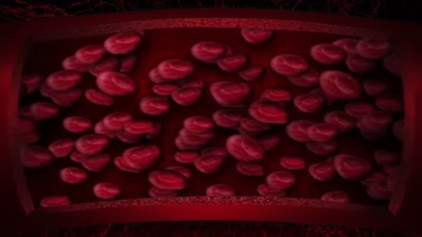 Nsan Dolaşım Sistemi Kırmızı Kan Hücreli Insan Damarının Boyutlu Döngüsü — Stok video