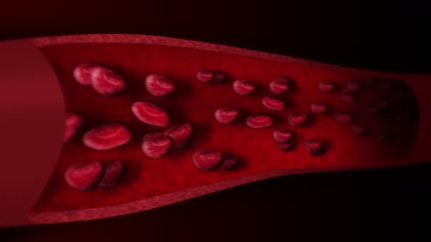 Ludzki Układ Krążenia Pętla Animacja Naczynia Krwionośnego Człowieka Czerwonymi Krwinkami — Wideo stockowe