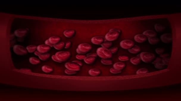 Sistema Circulatório Humano Animação Loop Vasos Sanguíneos Humanos Com Glóbulos — Vídeo de Stock