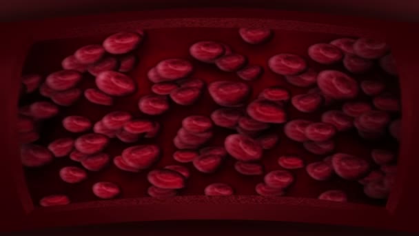 人間の循環系 赤血球を持つヒト血管の3Dループアニメーション 医療シンボル — ストック動画
