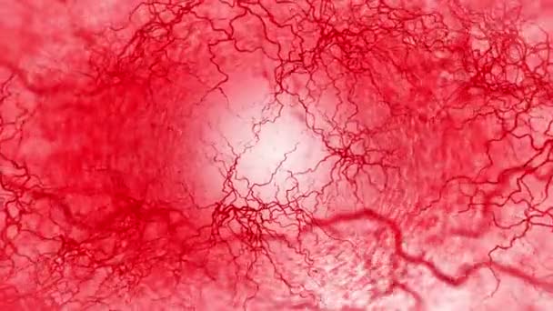 Animação Loop Vasos Sanguíneos Humanos Capilares Vermelhos Sangue Fundo Branco — Vídeo de Stock