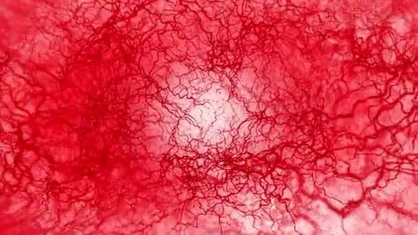 人体血管的3D循环动画 红色毛细血管 白种人的眼血解剖学背景 医疗概念 — 图库视频影像