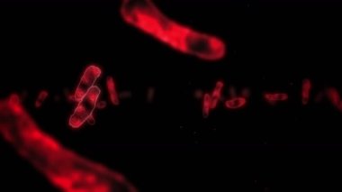 Virüs hücresi doğrusal şekilde. Enfeksiyona neden olan patojenik virüsler. İnsan virüsünün döngüsel animasyonu. Bakteriyel mikroorganizma. Virüs salgını.