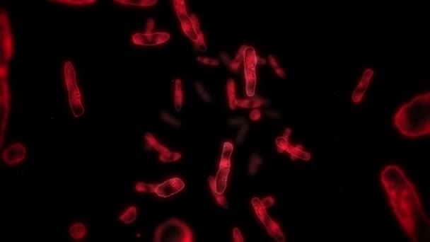 Virus Cell Linear Shape Pathogenic Viruses Causing Infection Loop Animation — Stock Video