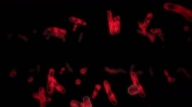 Virüs hücresi doğrusal şekilde. Enfeksiyona neden olan patojenik virüsler. İnsan virüsünün döngüsel animasyonu. Bakteriyel mikroorganizma. Virüs salgını.