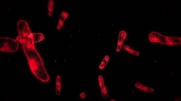 病毒细胞呈线形 引起感染的病原病毒 人类病毒的循环动画 细菌的微生物 病毒性疾病的爆发 — 图库视频影像