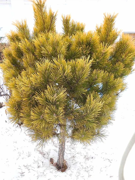 Green Pine Snow — Stockfoto