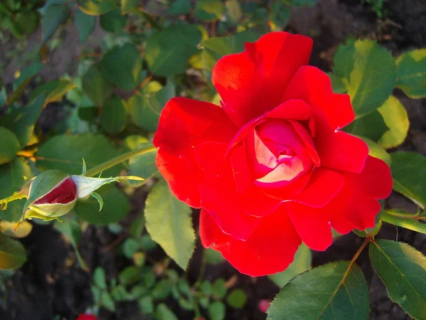 Rosa Vermelha Dia Verão — Fotografia de Stock