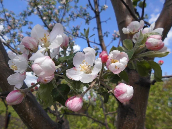 Schöne Frühlingsapfelblüten — Stockfoto