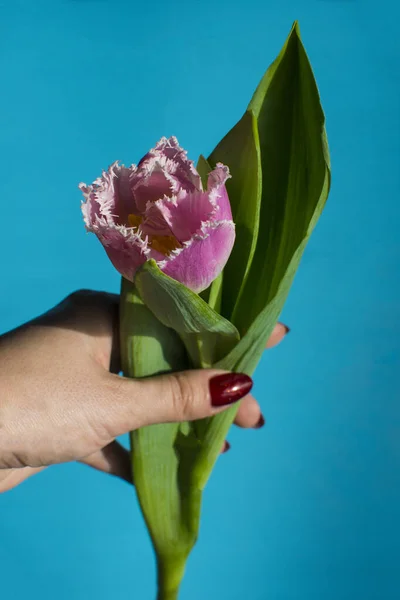 Fresh pink tulip as gift in woman\'s hand with modern red manicure on the bright blue background. Selective focus.