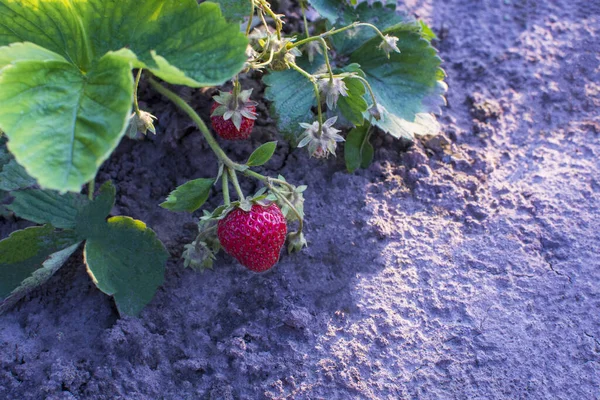 Young strawberries growing on a dry soil under the summer sun light.