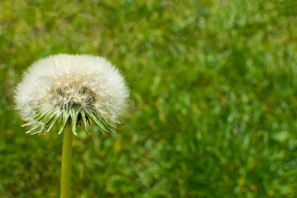 White Single Flower Fluffy Dandelion Summer Bright Green Background Card — Stock Photo, Image