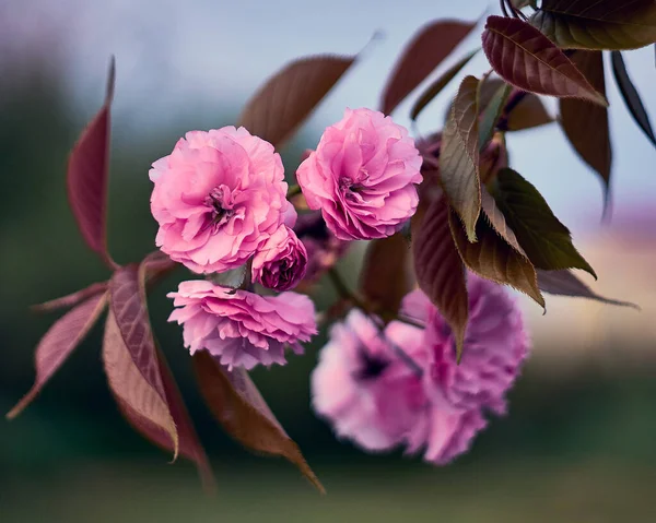      Parkta güzel bir çiçek                         
