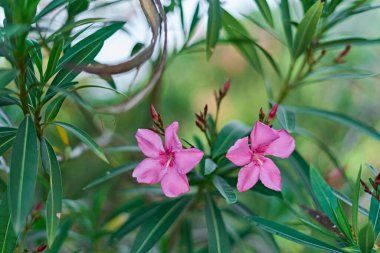  İnanılmaz manzara ve bulutlar                           