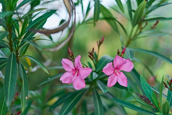  İnanılmaz manzara ve bulutlar                           