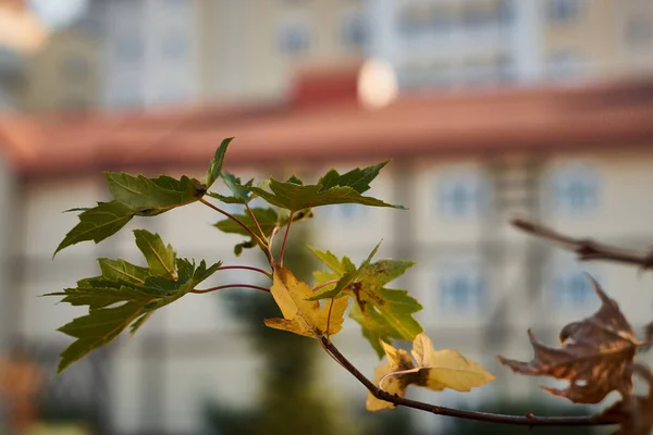           Şehir manzarası ve sayfası                   
