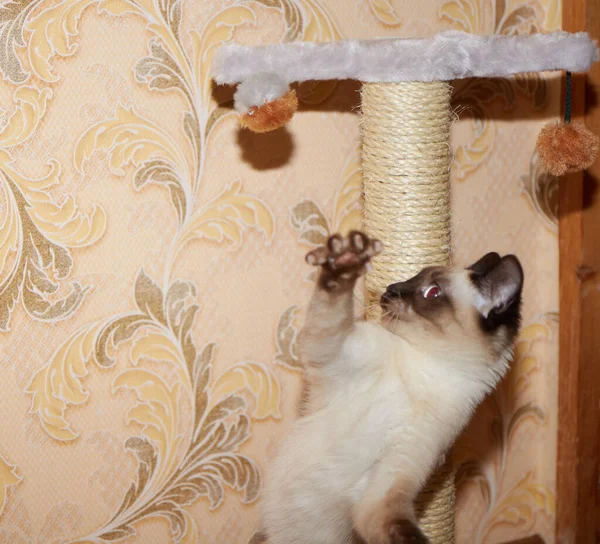 Gato Engraçado Casa — Fotografia de Stock