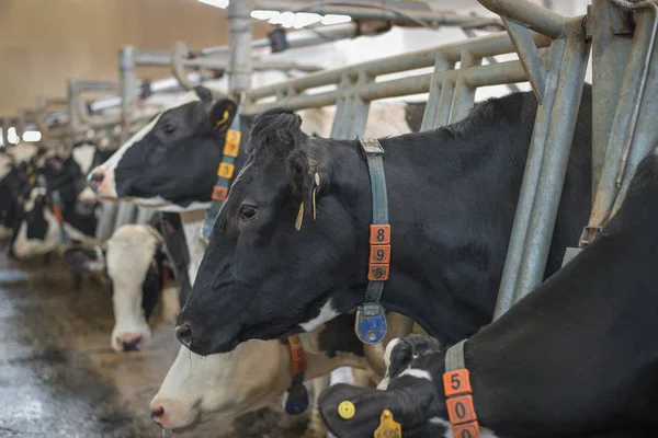 Vacas Granja Para Vacas Lecheras Párate Puesto Para Ordeñar — Foto de Stock