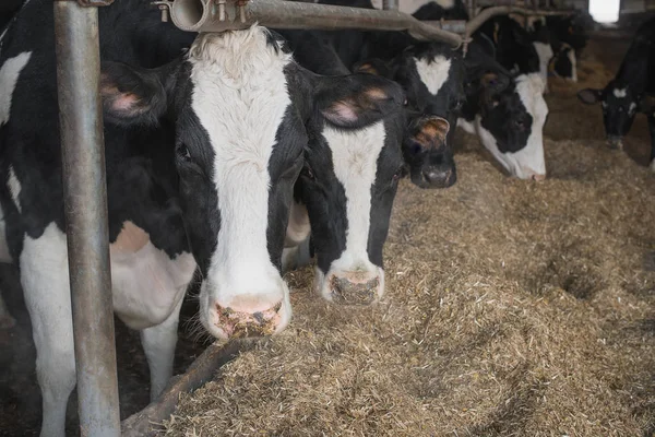 Tiere Sind Landwirtschaft Kühe Stall Auf Dem Bauernhof — Stockfoto