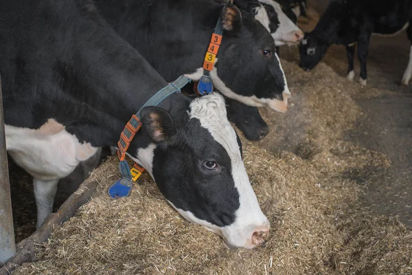 Vacas Una Granja Con Collar — Foto de Stock