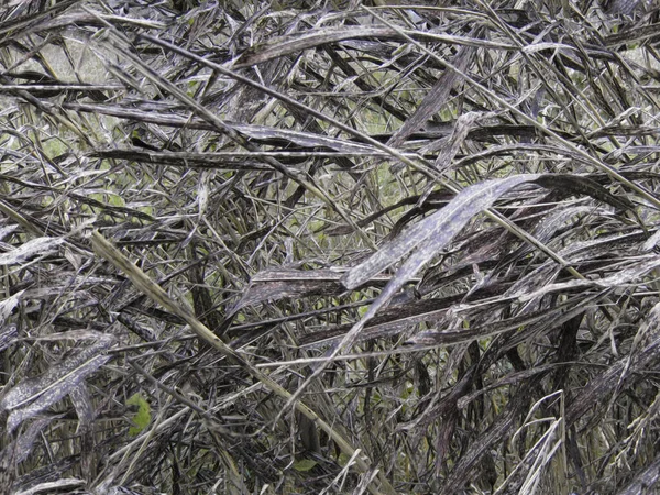 Chasse Réaliste Motif Camouflage Militaire Herbe Verte Séchée Canne Feuillage — Photo