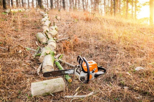 Pino caído en el bosque con una motosierra después del trabajo —  Fotos de Stock