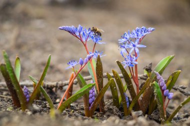 Çiçek kırmızısı, iki yapraklı squill, alp balığı ya da ormanda kılcal bifolia.