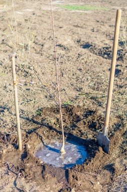 Genç kirazlar bahçeye ekilir ve kürekle sulanır.