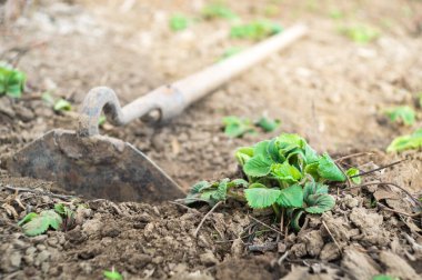 Baharda fidan ve bakım sırasında bahçede yeşil çilek çalısı