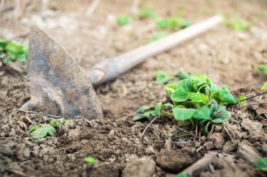 Baharda fidan ve bakım sırasında bahçede yeşil çilek çalısı