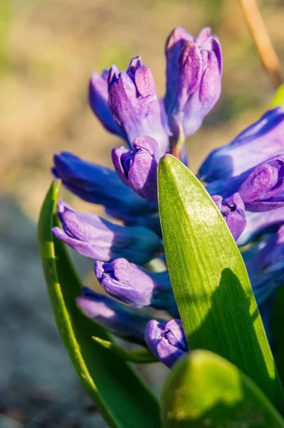 Lila Hyazinthe Aus Nächster Nähe Wächst Garten Frühjahr — Stockfoto