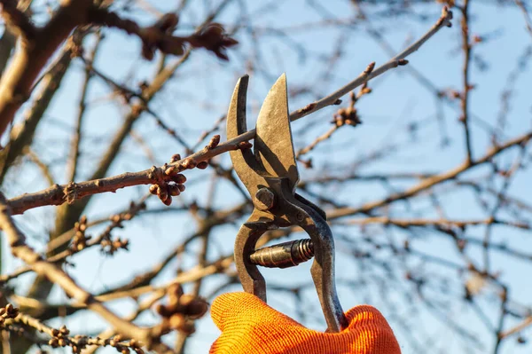 Tuinman Snoeit Takken Het Voorjaar Door Snoeischaar Tuin — Stockfoto