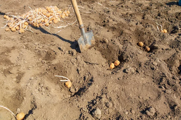 Plantando Batatas Jardim Primavera Com Mão — Fotografia de Stock