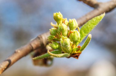 Bahçedeki armut dalında baharın başında çiçek açmadan önce tomurcuklar.