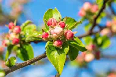 Bahçedeki bir elma ağacının dalında çiçek açmadan önce kırmızı tomurcuklar.